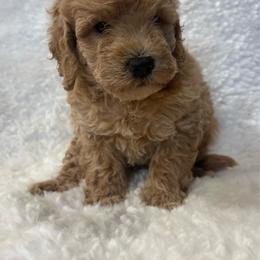 Knox - Cream male Goldendoodle puppy in Wever, Iowa from JK Royal Lines