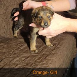 ORANGE- Girl - Black and tan female German Shepherd puppy in Willoughby, Ohio from WolfPackk