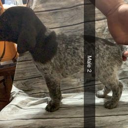 Boy 2 - German Shorthaired Pointer puppy in Barron County, Wisconsin from Shining D Ranch