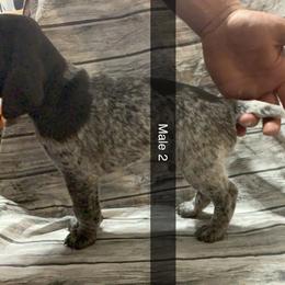 Boy 2 - German Shorthaired Pointer puppy in Barron County, Wisconsin from Shining D Ranch