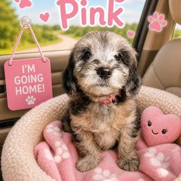 Eloise pink collar - Merle female Goldendoodle puppy in North Branch, Michigan from Graceful Miniature Goldendoodles