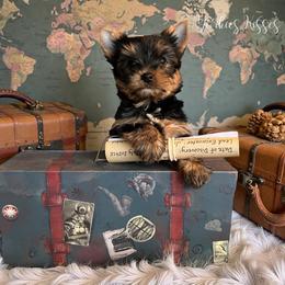 Dale - Black and gold male Yorkshire Terrier puppy in Kendallville, Indiana from Yorkies Kisses
