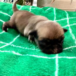 Pug Puppies from Masters Pugs