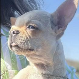 Chihuahua All Grown Up from Chihuahuas manzanita