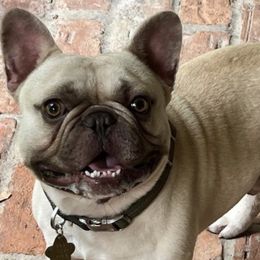 French Bulldogs from Hayes French Bulldogs