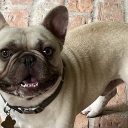 French Bulldogs from Hayes French Bulldogs