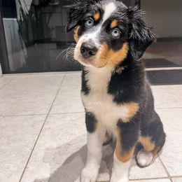 Australian Shepherd Puppies from JS Aussies