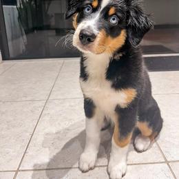 Australian Shepherd Puppies from JS Aussies