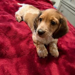 Teddy AKC - Red male Dachshund puppy in Marseilles, Illinois from Zacha’s Doxie House
