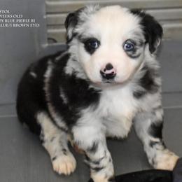 Pistol - Blue merle male Miniature Australian Shepherd puppy in Patterson, North Carolina from DreamLine Aussies