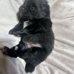 Apollo - Black male Pomeranian puppy in Waterloo, Indiana from Garcias Pomeranian