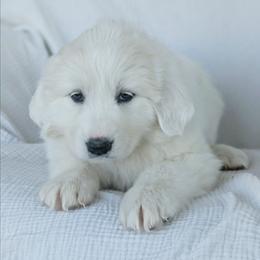 Girl 4 Magenta - White female Great Pyrenees puppy in Yakima, Washington from Naches Heights Ranch
