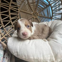 Cookie - Red tri-color female Australian Shepherd puppy in Grants Pass, Oregon from Carmel Mountain Aussies