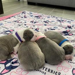 Boston Terrier Puppies from Bozman Boston’s