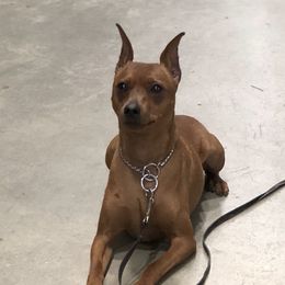 Slick - Miniature Pinscher