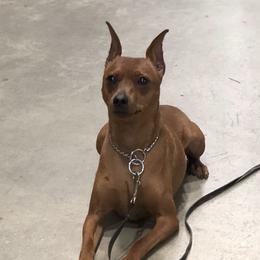 Slick - Miniature Pinscher