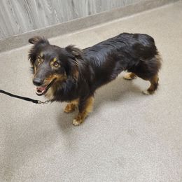 Talon - Australian Shepherd