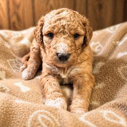 Hawk - Apricot male Goldendoodle puppy in Pittsburg, Texas from Grace Springs Goldendoodles