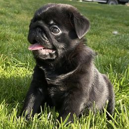 Bulldogs and Pugs from Pugs a