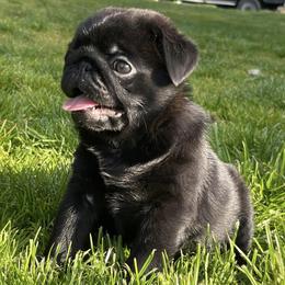 Bulldogs and Pugs from Pugs a