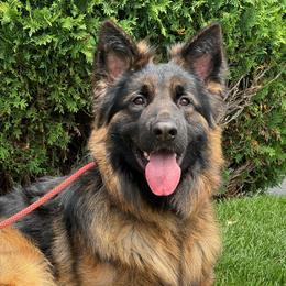 Ghost - Black and red male German Shepherd puppy in Warwick, Rhode Island from Karma Kennels