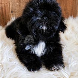 Bravo - Black and white male Shih Tzu puppy in Sanger, California from Hillsides Shih-Tzu
