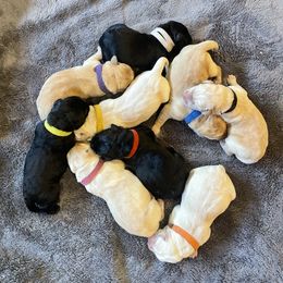 Puppy 1 - Black Labrador Retriever puppy in Beavercreek, Oregon from Sweetwater Spring Labradors