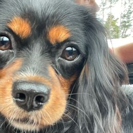 Macy - Cavalier King Charles Spaniel