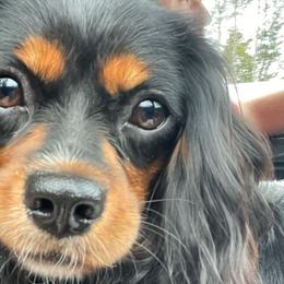 Macy - Cavalier King Charles Spaniel