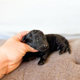 Scout - Black male Bernedoodle puppy in Fort Collins, Colorado from Front Range Family Doodles