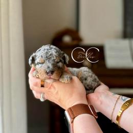 The Legend - Merle male Bernedoodle puppy in Benton, Arkansas from Cozy Creek Doodles