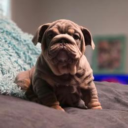 Mr. Wrinkles - Lilac tri-color male Bulldog puppy in Burleson, Texas from Diamond Deluxx Frenchies