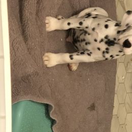 Dalmatian Puppies from Revere Dalmatians