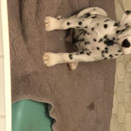 Dalmatian Puppies from Revere Dalmatians