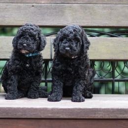 Poodles from Poodle Dog Land