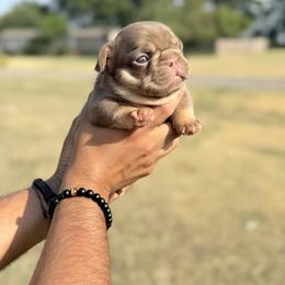 French Bulldog Puppies from Horror Line Frenchies