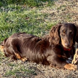 Reese - Dachshund