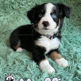 Muffin - Black tri female Miniature American Shepherd puppy in Millington, Tennessee from Goading Glee Glade