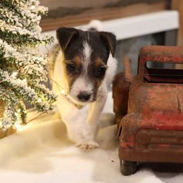 Marshall - Tri-color male Jack Russell Terrier puppy in West Bend, Iowa from Blue Skies Terriers