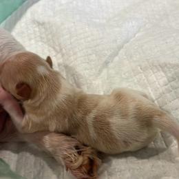 Honey - Parti female Yorkshire Terrier puppy in Forest, Virginia from Majestic Touch Kennels and Pet Services