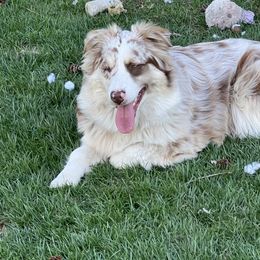 Precious - Miniature Australian Shepherd