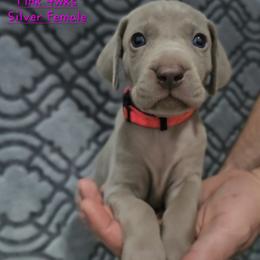 Pink Collar - Silver gray female Weimaraner puppy in Indiana from So-IN Weimaraner's