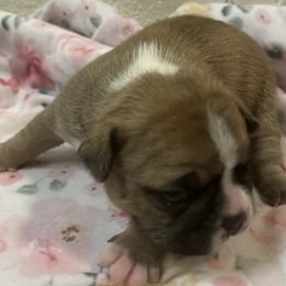 Tripp - Seal and white Boston Terrier puppy in Nottingham, New Hampshire from Brenda Wilber’s Bostons
