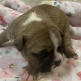 Tripp - Seal and white Boston Terrier puppy in Nottingham, New Hampshire from Brenda Wilber’s Bostons