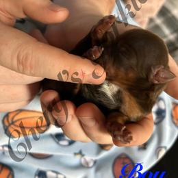 Boy 3 - Chocolate and tan male Yorkshire Terrier puppy in Stanfield, North Carolina from Cheryl’s Yorkies
