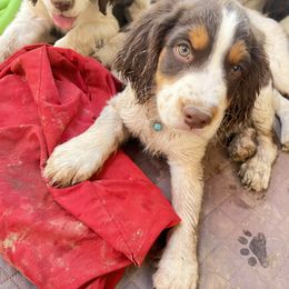 English Springer Spaniel Puppies from Desert Shadow Springers