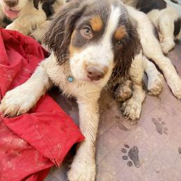 English Springer Spaniel Puppies from Desert Shadow Springers
