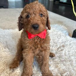 Red - Red  male Goldendoodle puppy in Buda, Texas from Anita’s Doodles