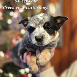 Boy 1 - Blue male Australian Cattle Dog puppy in Monroe, North Carolina from Creek View Cattle Dogs