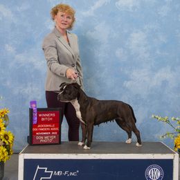 Gypsy - Staffordshire Bull Terrier